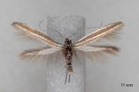 Coleophora bilineella