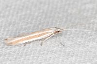 Coleophora bilineella