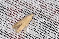 Ephysteris promptella