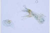 Ephysteris promptella