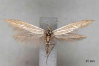 Coleophora ochrea