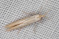 Coleophora ochrea