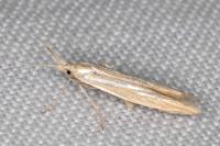 Coleophora ochrea