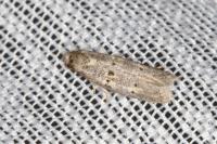 Symmocoides oxybiella