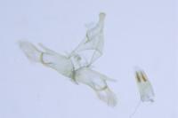 Symmocoides oxybiella