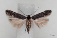 Aproaerema anthyllidella