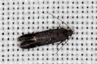 Aproaerema anthyllidella
