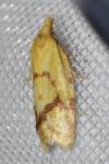 Agapeta hamana