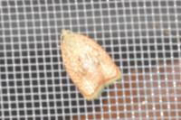 Acleris forsskaleana