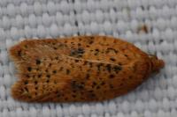 Acleris ferrugana/notana