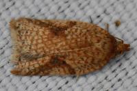Acleris ferrugana/notana
