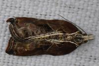 Acleris cristana