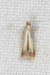 Coptotriche marginea