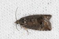 Cydia splendana