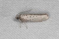 Yponomeuta sedella