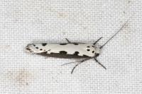 Ethmia bipunctella