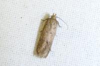 Bryotropha