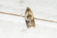Acleris variegana