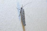 Yponomeuta sedella