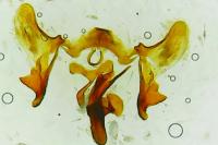 Aethes margarotana