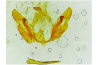Depressaria daucella