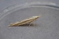 Coleophora nubivagella