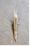 Coleophora nubivagella