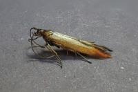 Coleophora alcyonipennella