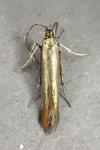 Coleophora alcyonipennella