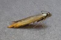 Coleophora alcyonipennella