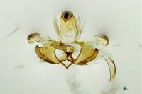 Coleophora alcyonipennella