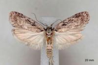 Depressaria floridella