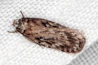 Depressaria floridella