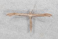 Stenoptilia stigmatodactyla