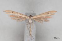 Stenoptilia stigmatodactyla