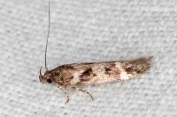 Caryocolum fibigerium