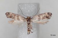 Epermenia ochreomaculella