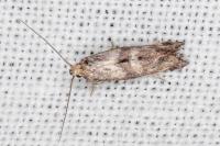 Epermenia ochreomaculella