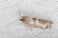 Epermenia ochreomaculella