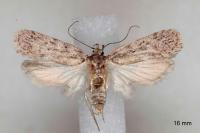 Depressaria incognitella
