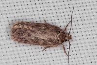 Depressaria incognitella