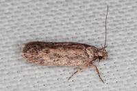 Depressaria incognitella
