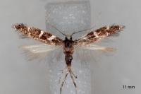Oxypteryx wilkella