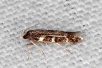 Oxypteryx wilkella