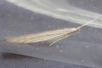 Coleophora therinella