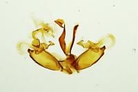 Coleophora therinella