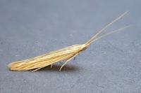 Coleophora therinella