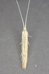 Coleophora therinella