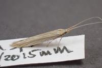 Coleophora therinella