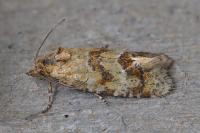 Aethes williana